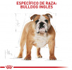 Bulldog Inglés Adult
